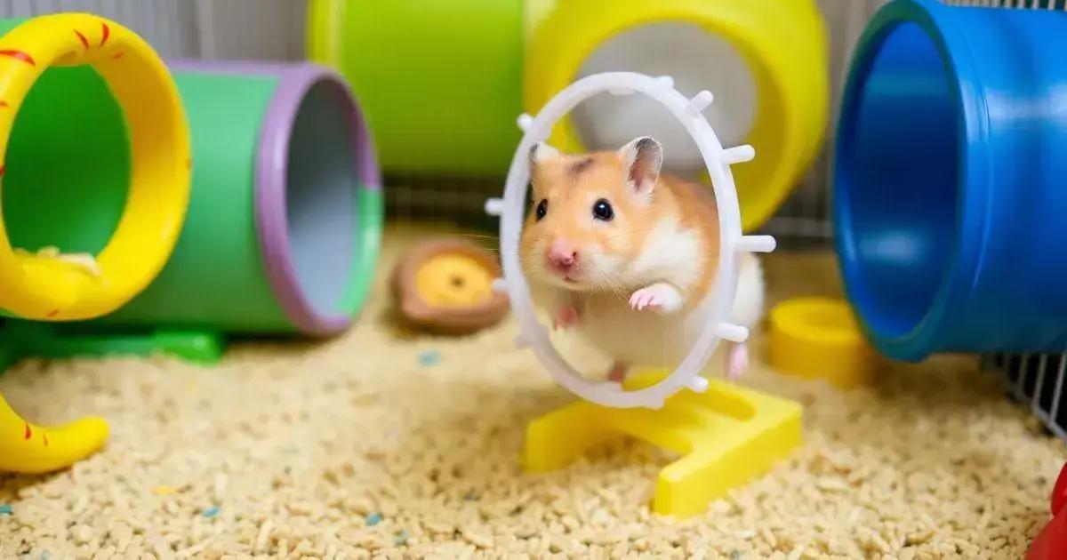 A Importância do Esporte para o Hamster