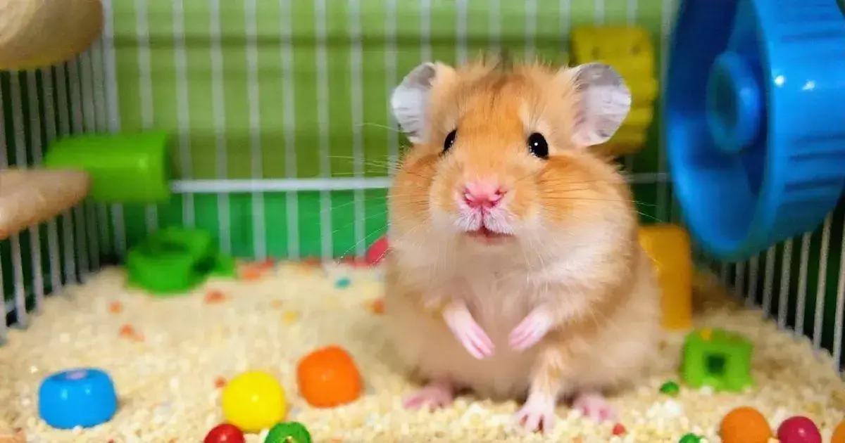 Hamster Golden: popular e dócil