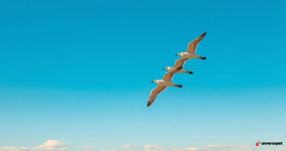 Estratégias de voo e energia das aves migratórias