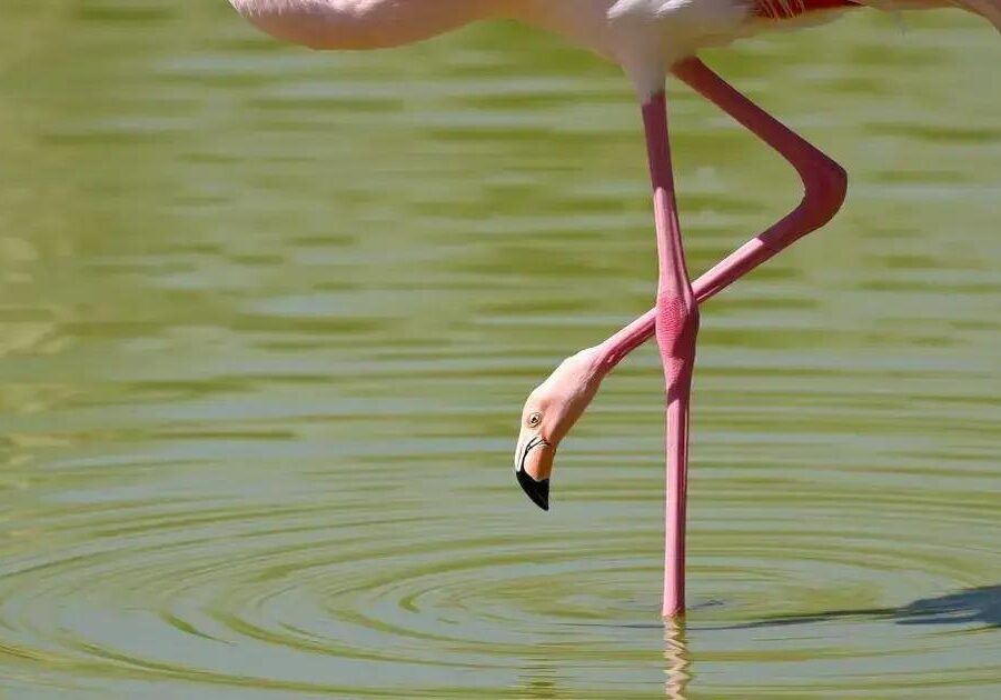 O que é articulação estável em flamingos?