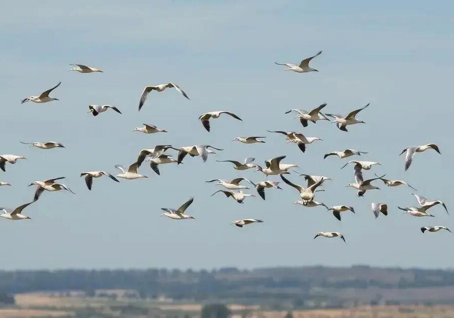 O que é coordenação motora em aves em voo?