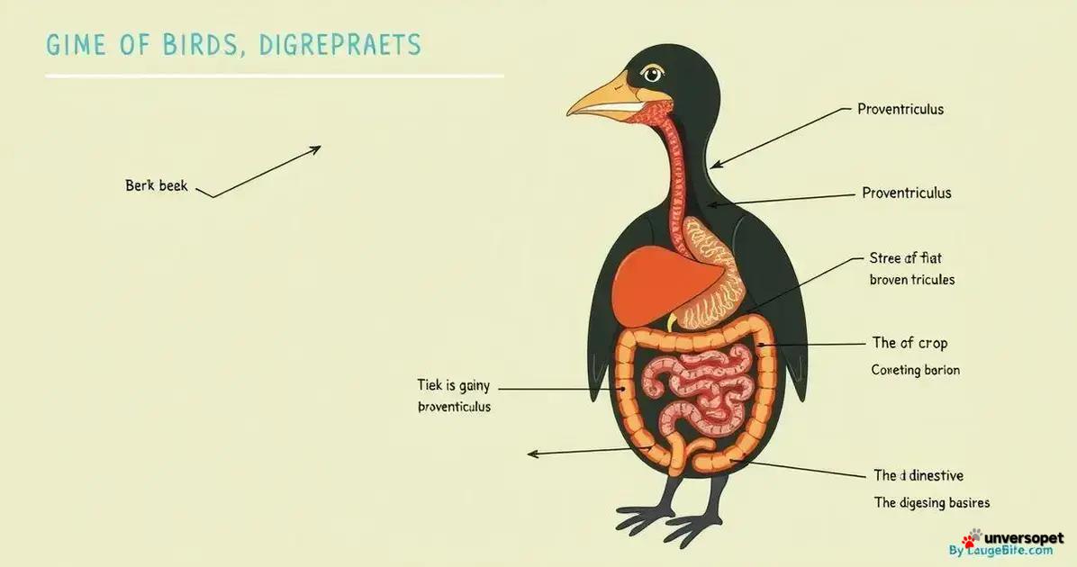 Como Funciona o Processo Digestivo dos Aves