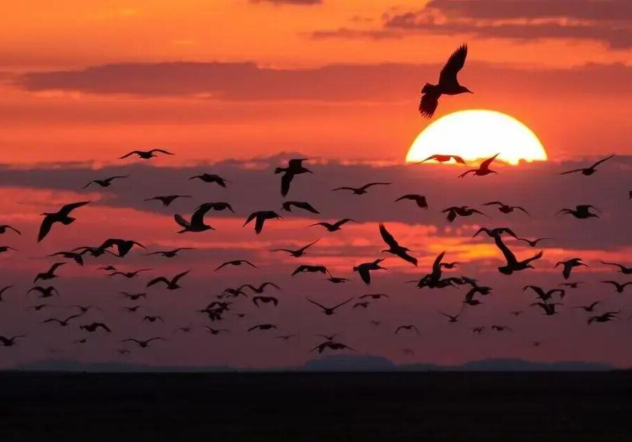 O que é deslocamento migratório em aves?