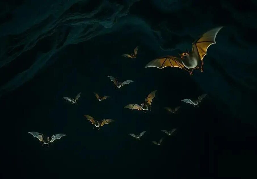 O que é emissão de som em morcegos?